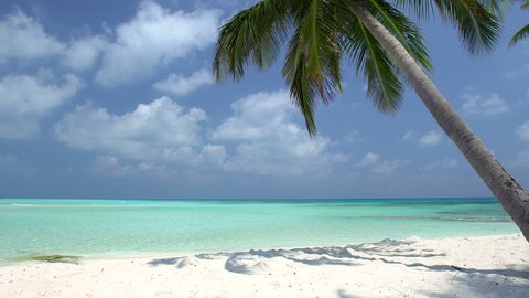 Tropical pristine beach with coconut palm and turquoise water, Maldives travel destination
