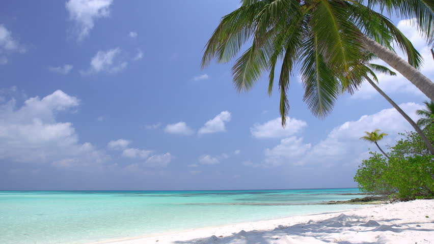 Tropical pristine beach with coconut palm and turquoise water, Maldives travel destination
 | Shutterstock HD Video #26812321