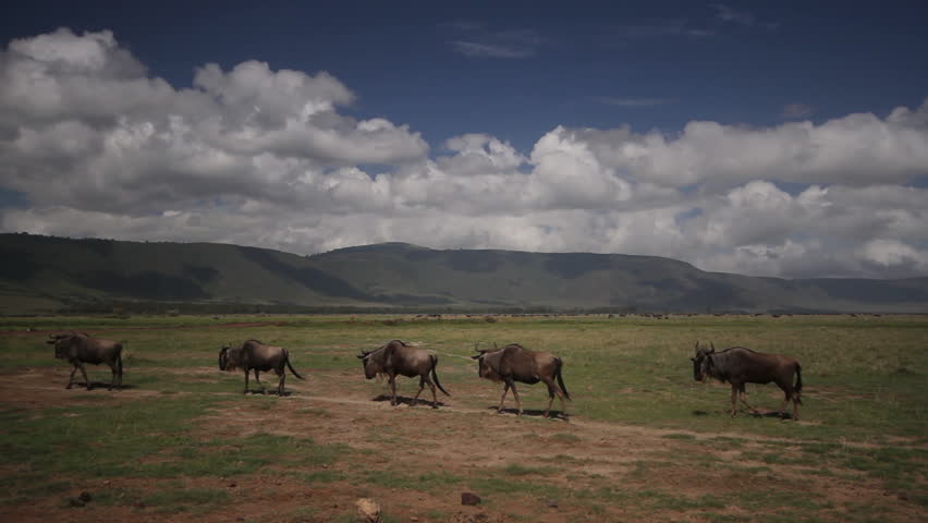 A herd of wildebeest walking in the Serengeti savanna