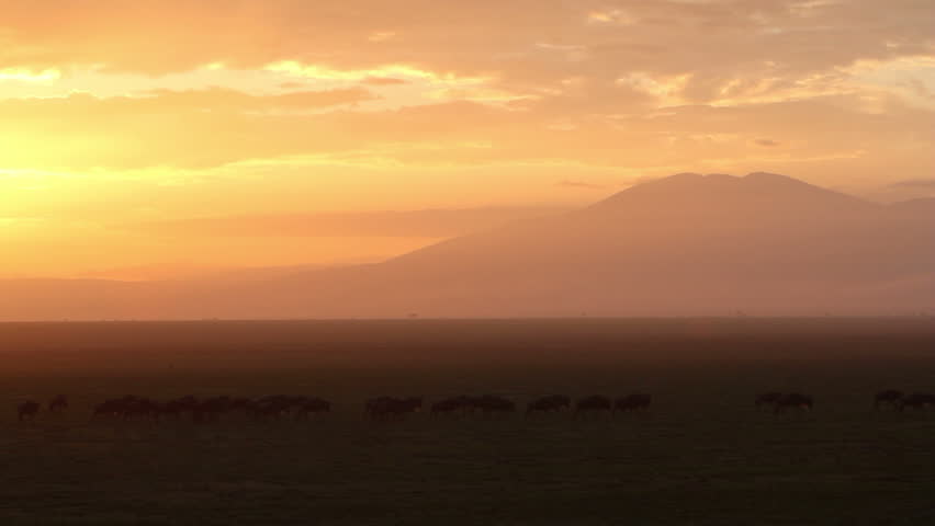 Wildebeest migrating against a spectacular sunrise of  golden clouds.