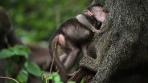 A female baboon with her newborn baby holding him in her arms.