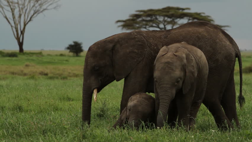 Three young elephants together in the grasslands of Tanzania, two of the