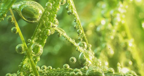 Green Grass with dew drops. Blurred Grass Background With Water Drops macro. Nature. 4k
