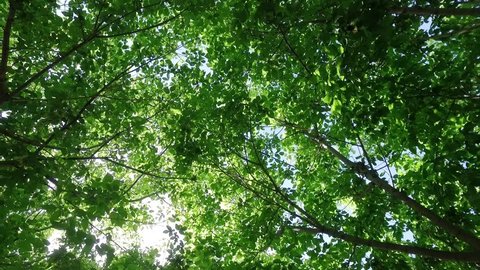 Looking upward and falling gently backward from a sunshine filled fresh green tree canopy, gently rustling in the breeze.
