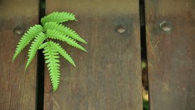 fern leaf with wooden floor, footage, 15 May, Champasak, Laos