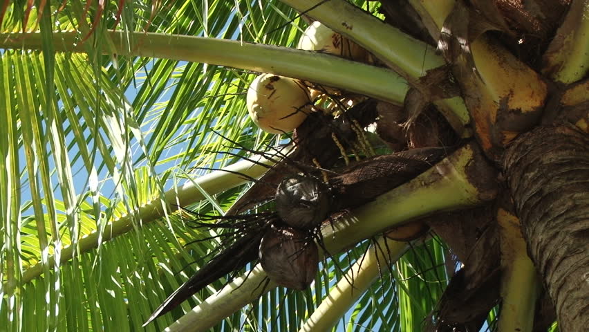 Palms and Coconuts in  Roseau, capital of Dominica in the Caribbean