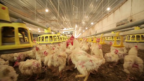 Chicken Farm. With camera motion. Agriculture.