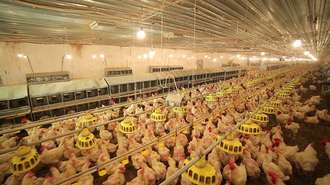 Chicken Farm. Agriculture. With camera motion. 