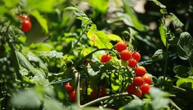 A bunch of tomatoes with green background