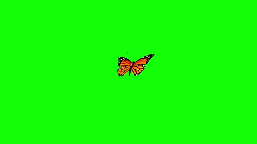 Download Orange Butterfly Flies Green Screen Stock Footage Video 100 Royalty Free 26822677 Shutterstock