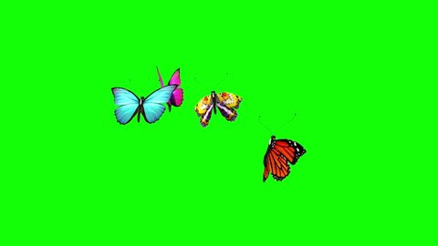 Group of Butterflies Flying Green Screen 3D Rendering Animation