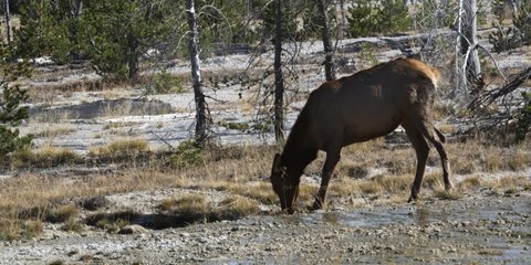 elk grazing near hot springs at Yellowstone National Park in Wyoming