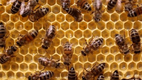 Bees convert nectar into honey