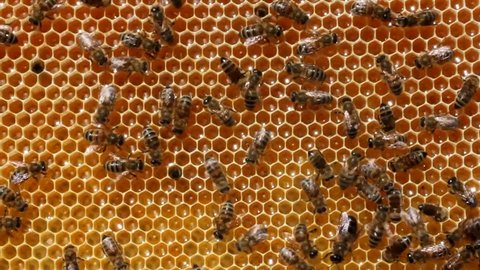 Bees build honeycombs. 
Material is a wax that they produce honey.
