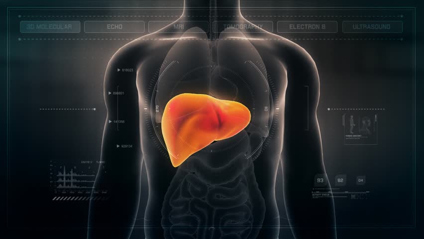 Anatomy of Human Male Liver Stock Footage Video (100% Royalty-free