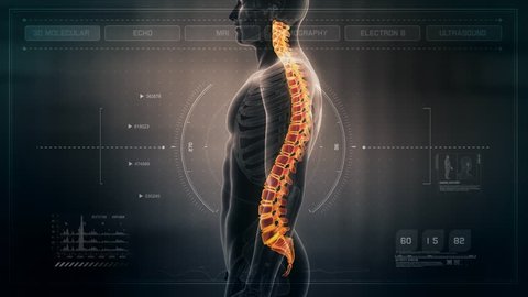 Anatomy of Human Male Spinal Cord on Futuristic Medical Interface dashboard. Seamless Loop.Animation.