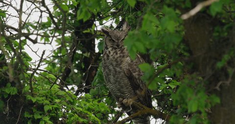 Close on great horned owl in leafy tree in spring
