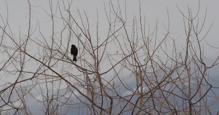 Red winged black bird singing in tree on cloudy day