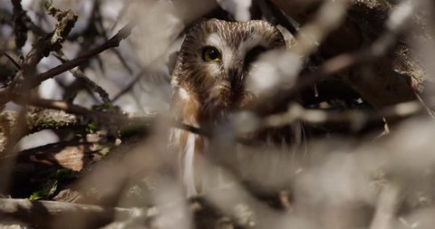 Through branches large eyes of saw whet Owl