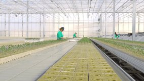 workers planting tomato sprouts in greenhouse