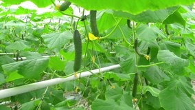 Growing cucumbers on an industrial scale,in the greenhouse.  
