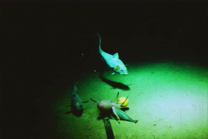 1970s: An underwater camera captures footage of sharks in East Africa in 1970.
