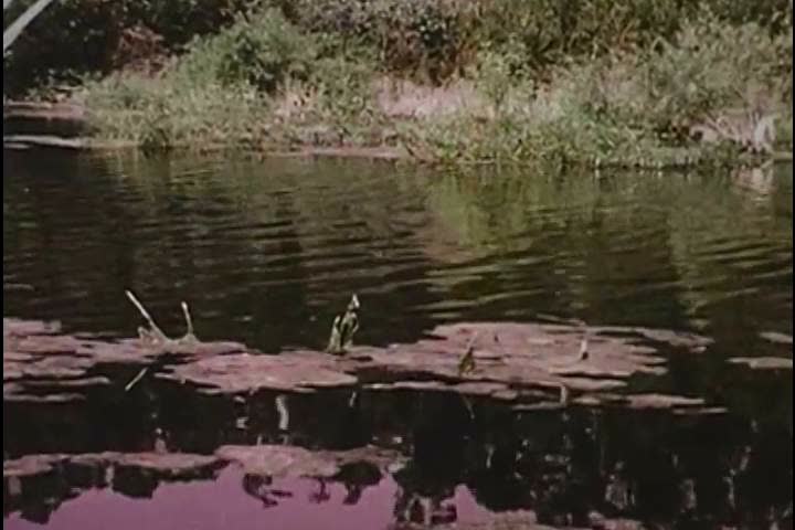1960s: A Red Eared turtle sits on a log in the 1960s.