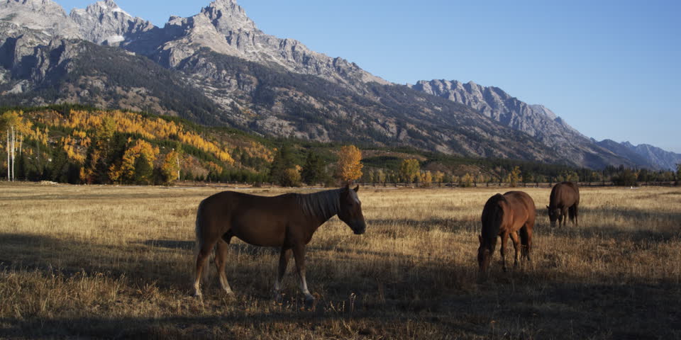 horses grazing in a pasture with the Grand Tetons in background
