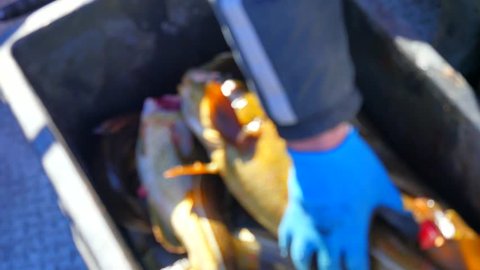 Male hands in blue working gloves cut the arteries of freshly caught cod fish. The quickly dead fish with opening muzzle in post-mortem convulsions