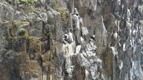 Mid shot of guillemot family on a cliff Stock Video