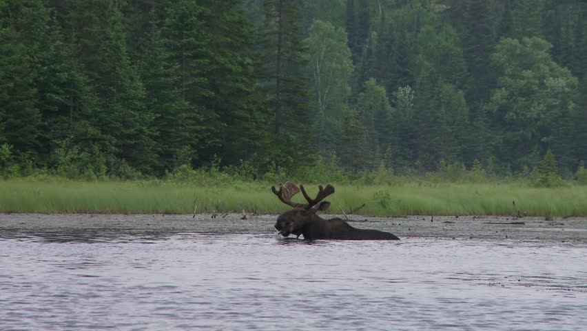 A bull moose male eats the lily pads in Algonquin Provincial Park lake during a misty day. 1080p