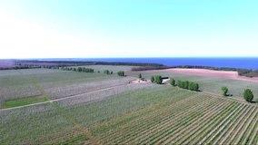 Aerial video, fields of flowering apple orchards