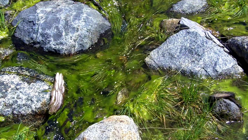 Natural Spring water trickles from the earth in the Sierra Nevada Mountain