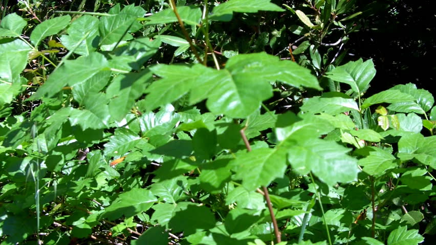 Poison Oak plants and leaves growing wild in the Sierra Nevada Mountain
