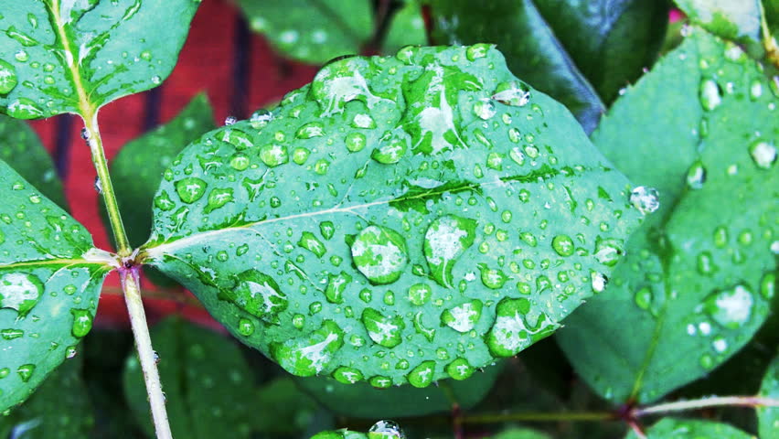 New green leaves on a plant sprinkles with spring rain drops evoke springtime