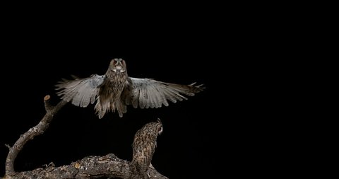 Long Eared Owl, asio otus, Adult in Flight, Normandy in France, Slow Motion 4K Video de stock
