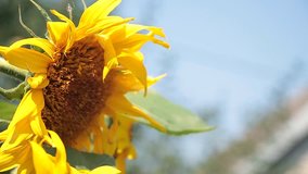 Sunflower blossoms. Cultivation of sunflowers. Flowering period 