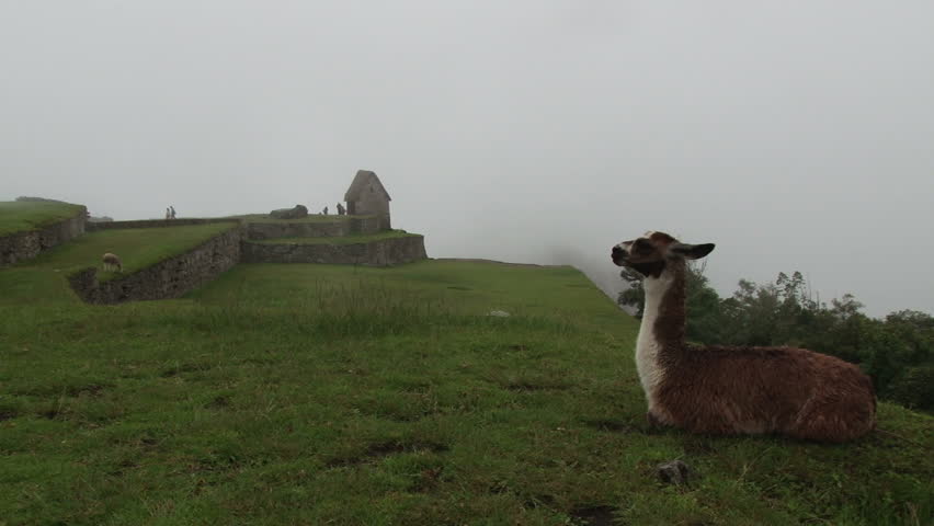 Llama on a misty hillside in Machu Picchu