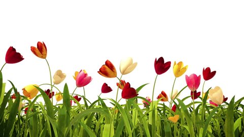 Colorful tulips with alpha channel