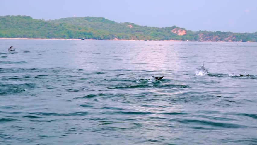 Several Spinner Dolphins swimming fast, porpoising, jumping out of water, hunting tuna. Group of marine mammals against big green island on background. Sri Lanka. Long shot. Side view. Slow motion Royalty-Free Stock Footage #26877340