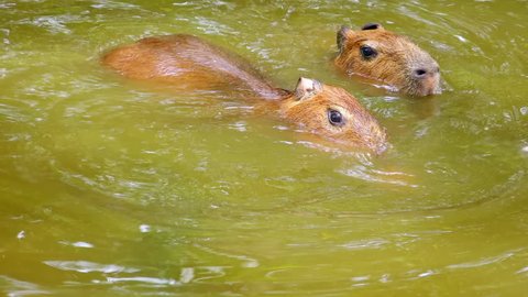 Adult capybara (Hydrochoerus hydrochaeris) swims in freshwater pond with its little baby. Mother and child rodents wallowing in muddy water. Touching wildlife scene. Parenting concept. Top view.