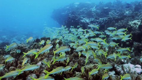 Goliath Grouper charging through a school of yellow tail snappers in a show of defending his territory