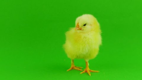 Little Chicken On Green Screen Stock Footage Video (100% Royalty-free ...