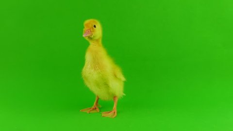 Small duck on a green screen