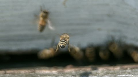 Bee is entering honey case - Slow motion 