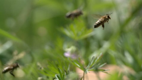 Bees are flying - Slow motion