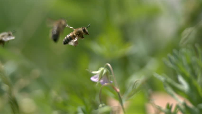 Bees fly to green plants. slow motion. 