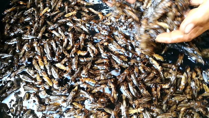 Washing gryllotalpa befor fried in a pan