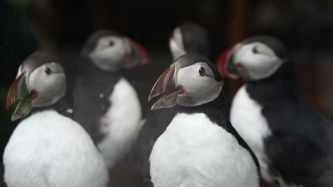 Taxidermy stuff puffins bird selling in shop. Endanger small animal of Western Europe