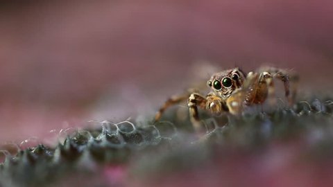 Extreme macro shot of jumping spider in wild on pink leave. Selective focus.